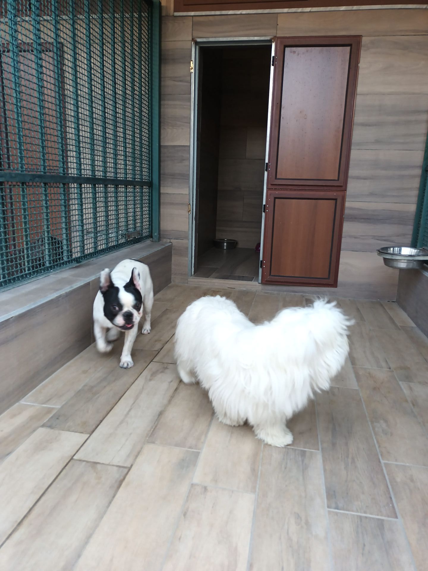 Due cani, un cane bianco e soffice e un bulldog francese bianco e nero, su un patio piastrellato vicino a una porta e a una gabbia.