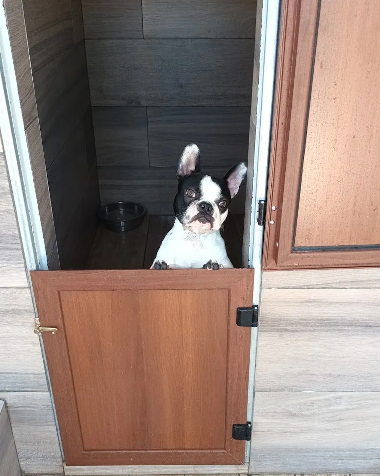 Un cucciolo di Boston Terrier fa capolino dalla porta marrone di una cuccia.