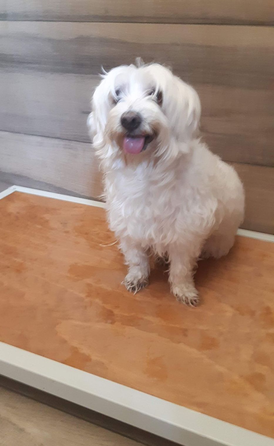 Cane bianco e soffice seduto su una piattaforma di legno, con la lingua fuori.