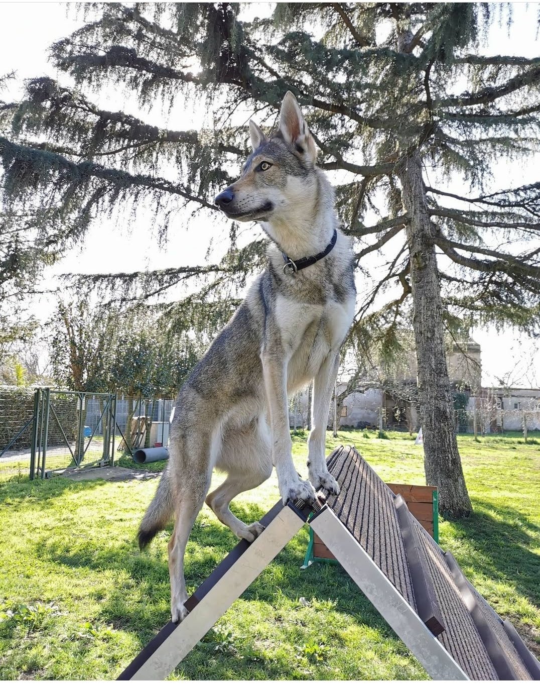 Cane lupo in piedi su una rampa di agilità all'aperto, con aria vigile, pelliccia marrone chiaro e grigia.
