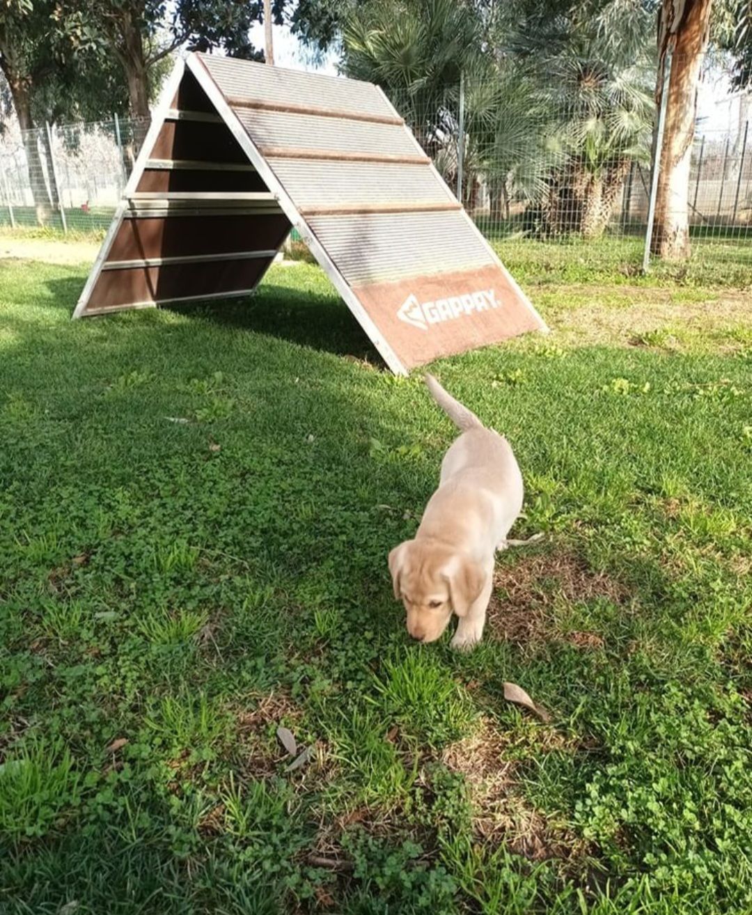 Un cucciolo annusa l'erba davanti a una struttura di agility a forma di A in legno, in un parco erboso.
