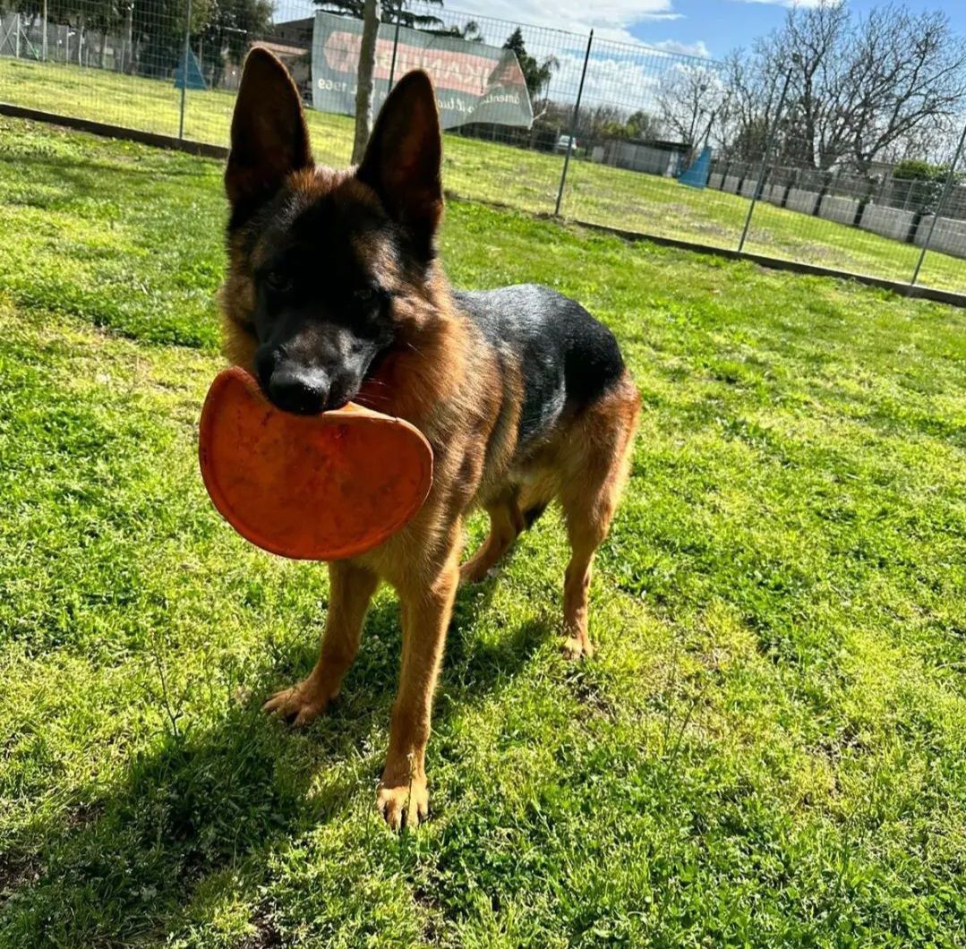 Cane da pastore tedesco sull'erba verde, con un frisbee arancione in bocca.