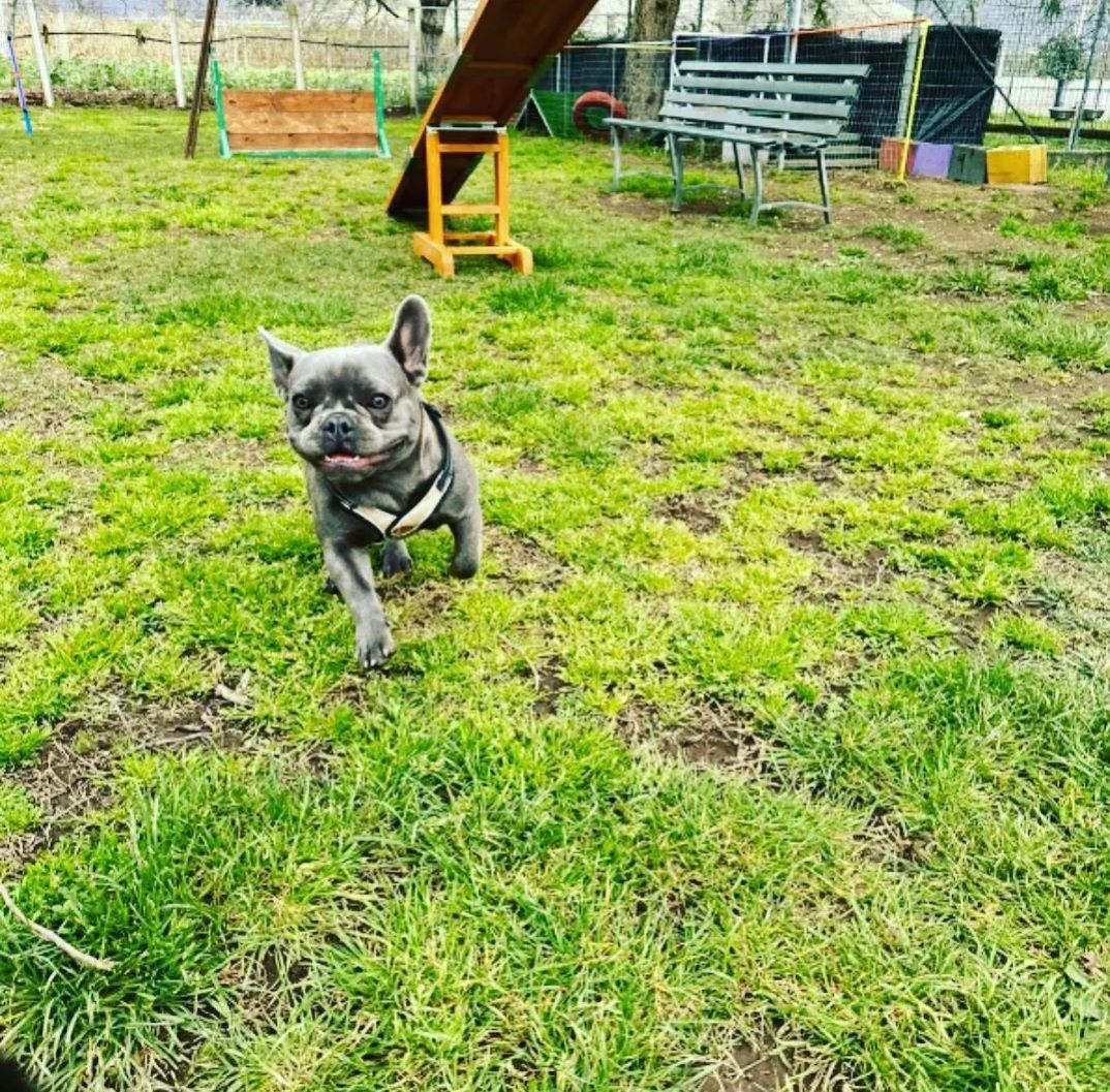 Bulldog francese blu che corre in un parco erboso per cani, con la lingua fuori.