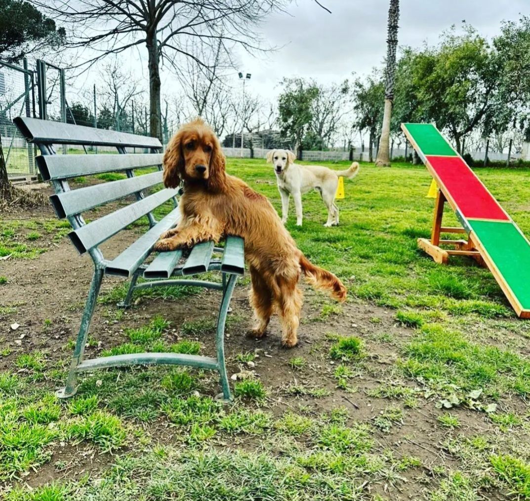 Un Cocker Spaniel dorato è in piedi con le zampe su una panchina del parco, con un altro cane sullo sfondo.