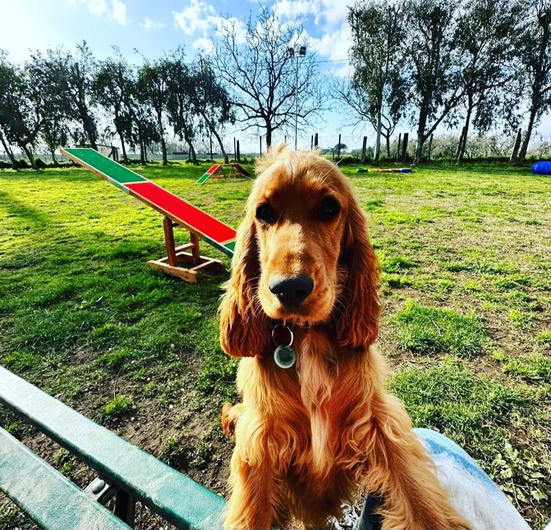 Un Golden Cocker Spaniel è seduto davanti a un'altalena in una giornata di sole in un parco erboso per cani.