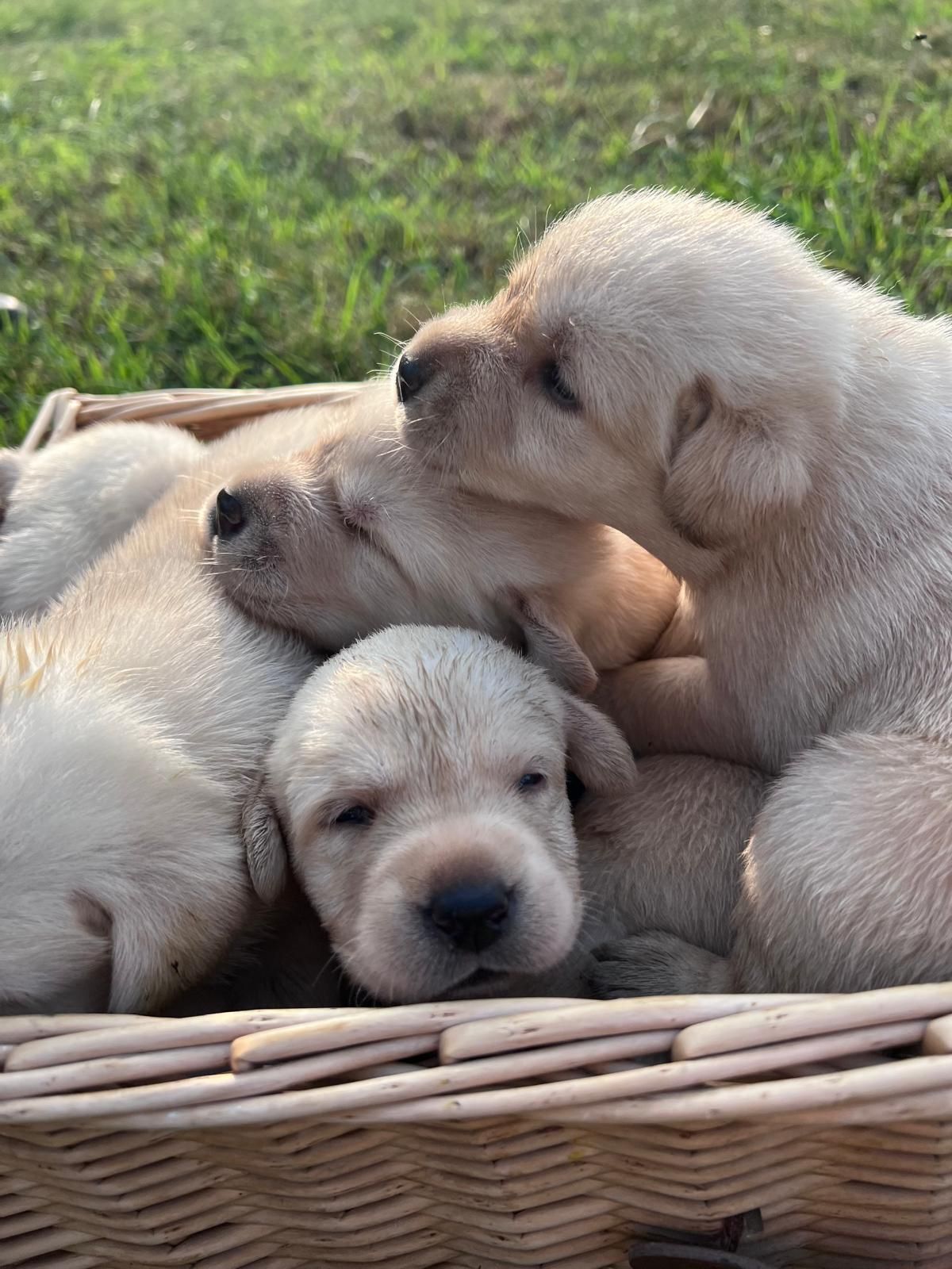Un cesto di cuccioli di Labrador giallo chiaro accoccolati insieme sull'erba.