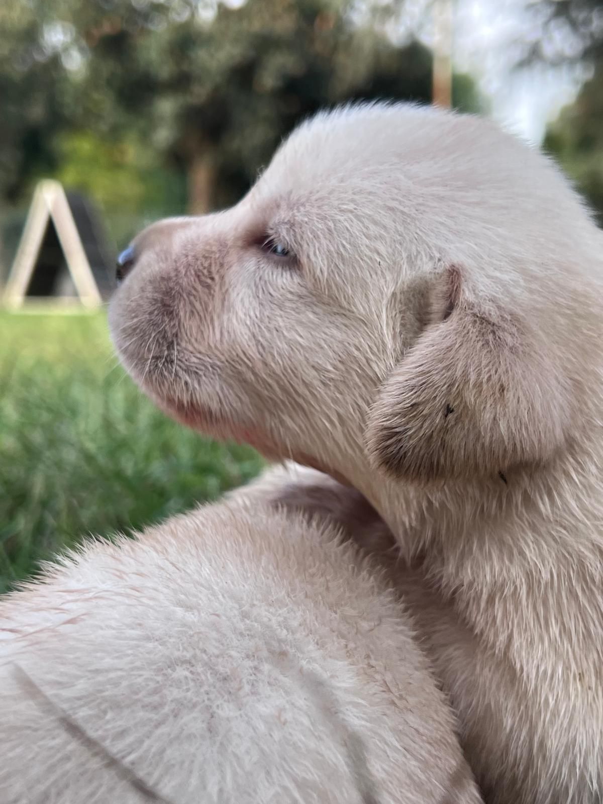 Cucciolo di Labrador color crema con occhi chiusi, di profilo. Seduto sull'erba con una struttura a forma di A sullo sfondo.