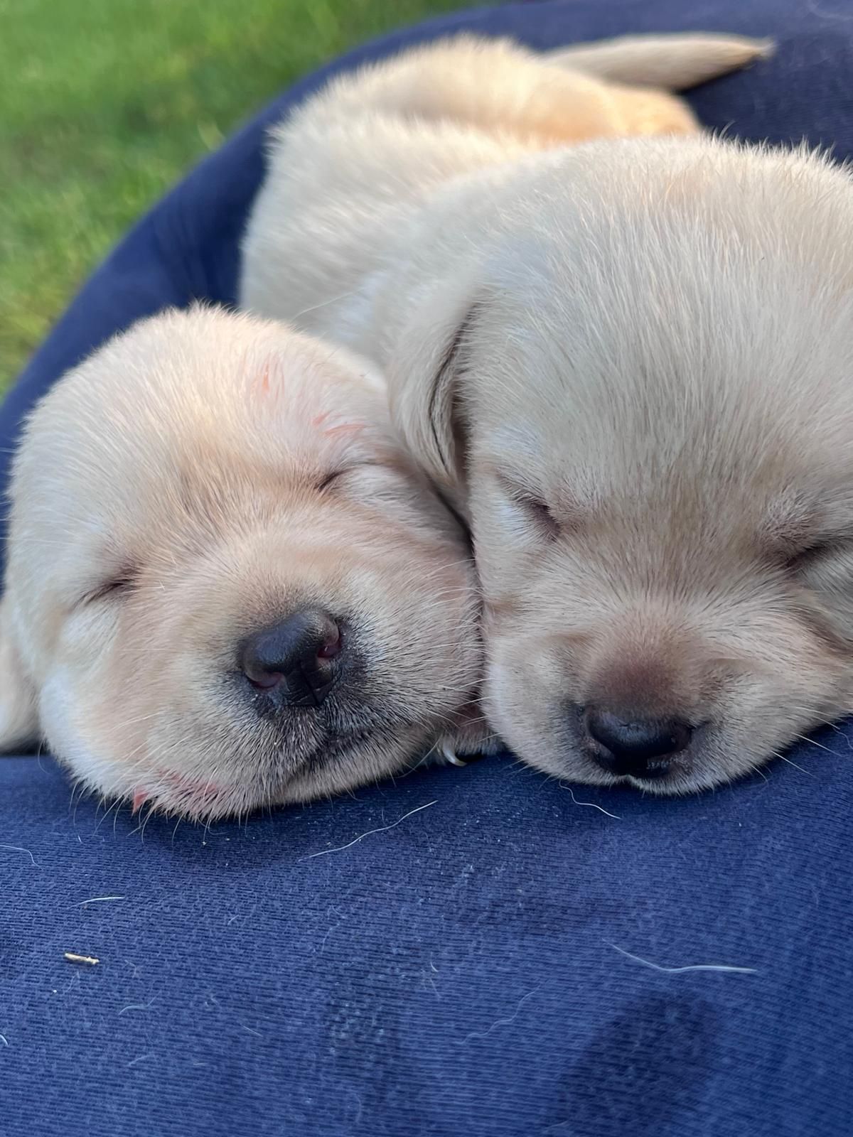 Due cuccioli di Labrador giallo che dormono, con le teste vicine su una coperta blu.