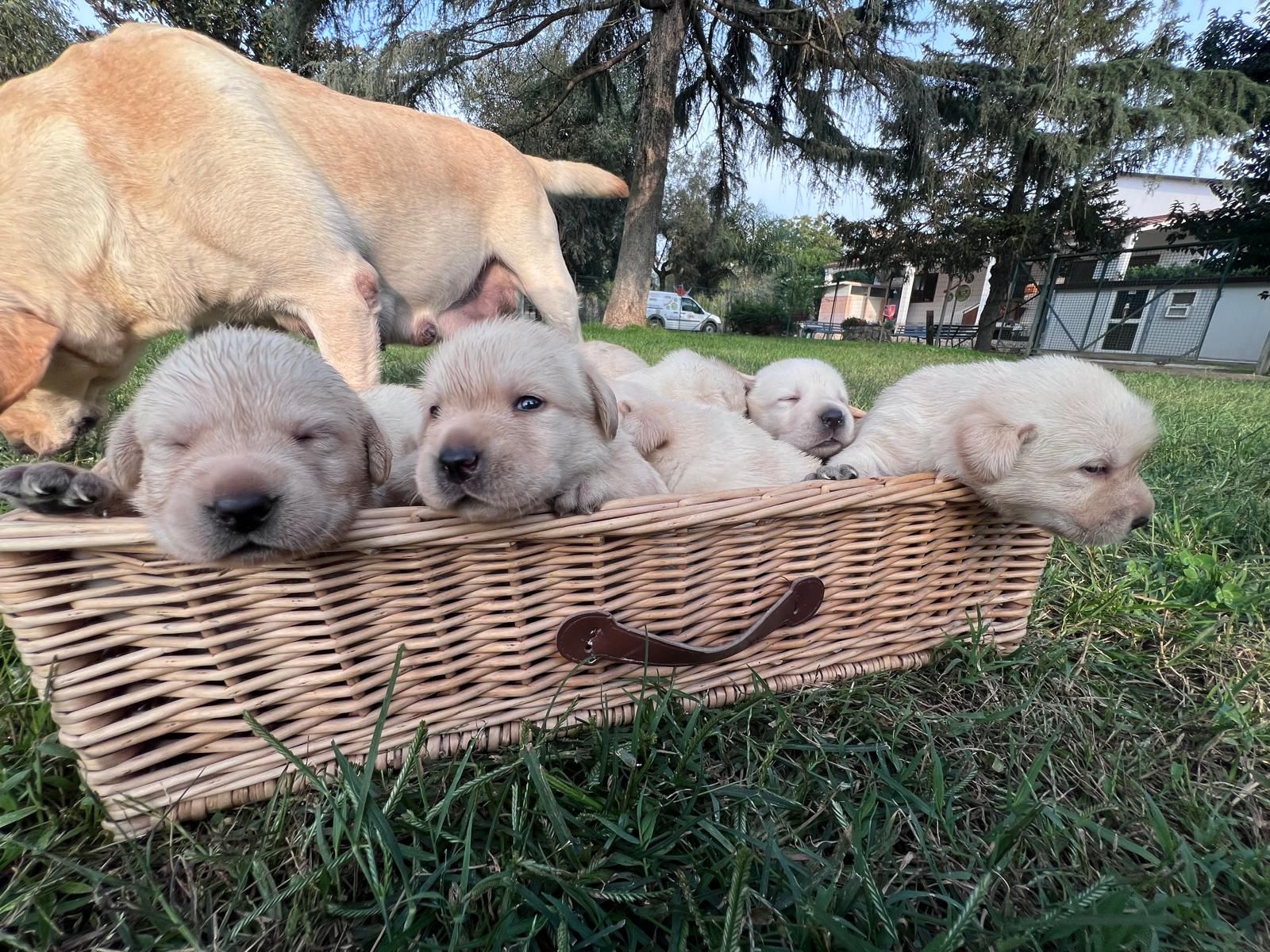 Cinque cuccioli di Labrador giallo chiaro in un cesto di vimini sull'erba, con un cane adulto dietro di loro.