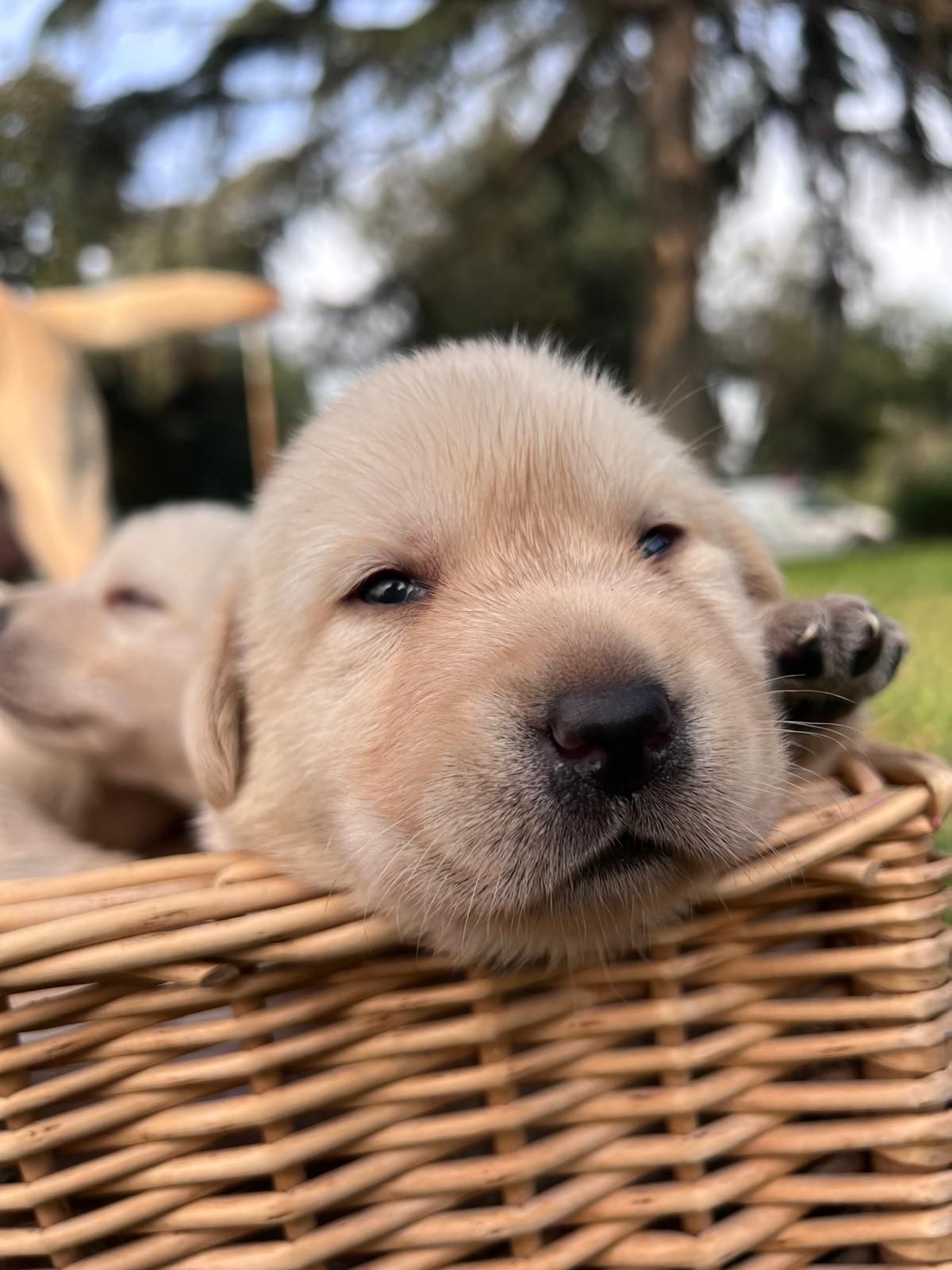 Cucciolo di Labrador giallo in un cesto di vimini, con l'aria assonnata e una zampa alzata.