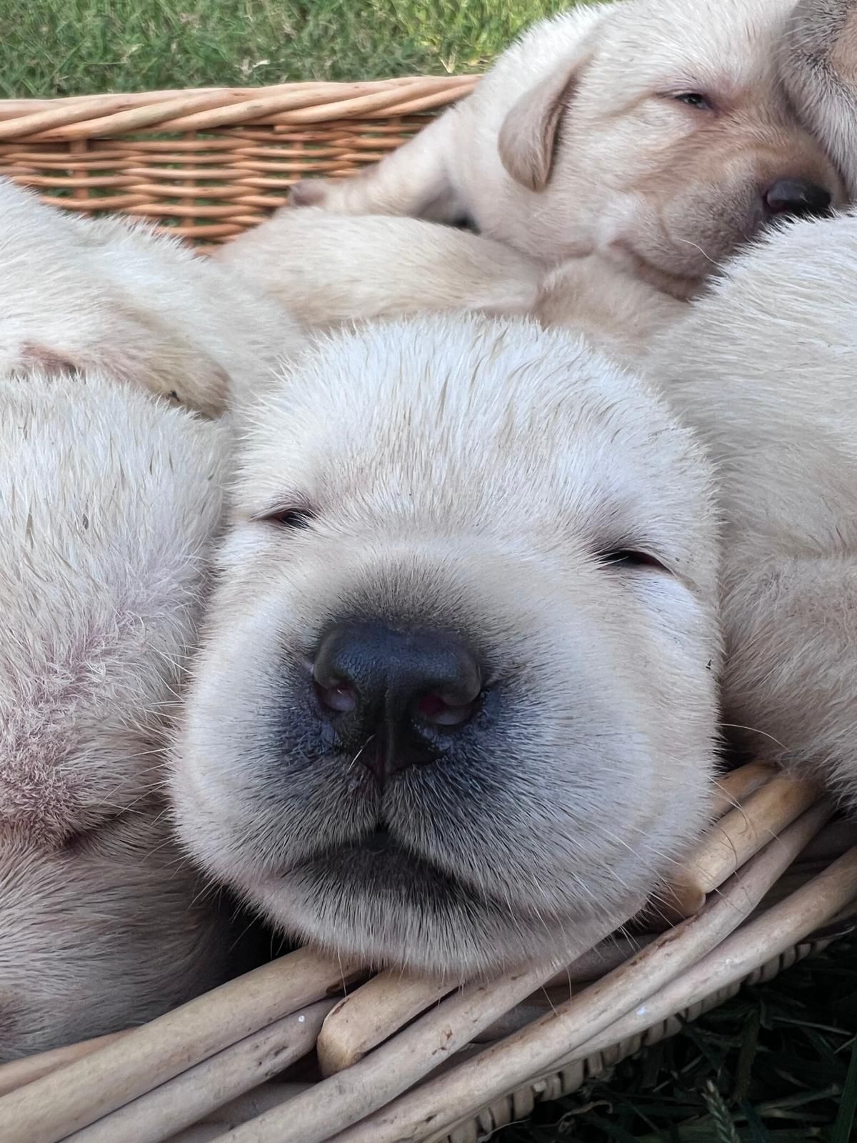 Cucciolo di Labrador giallo addormentato in un cesto di vimini, circondato da altri cuccioli addormentati.