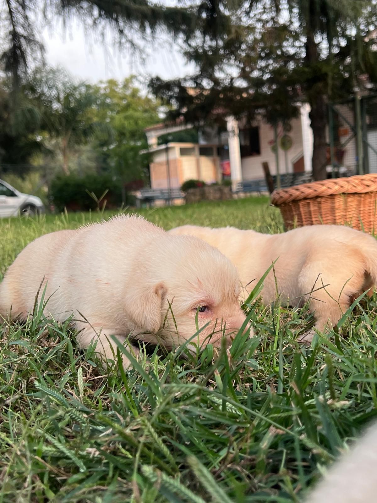 Due cuccioli di Labrador gialli sdraiati sull'erba verde. Sullo sfondo un cesto di vimini e una casa.