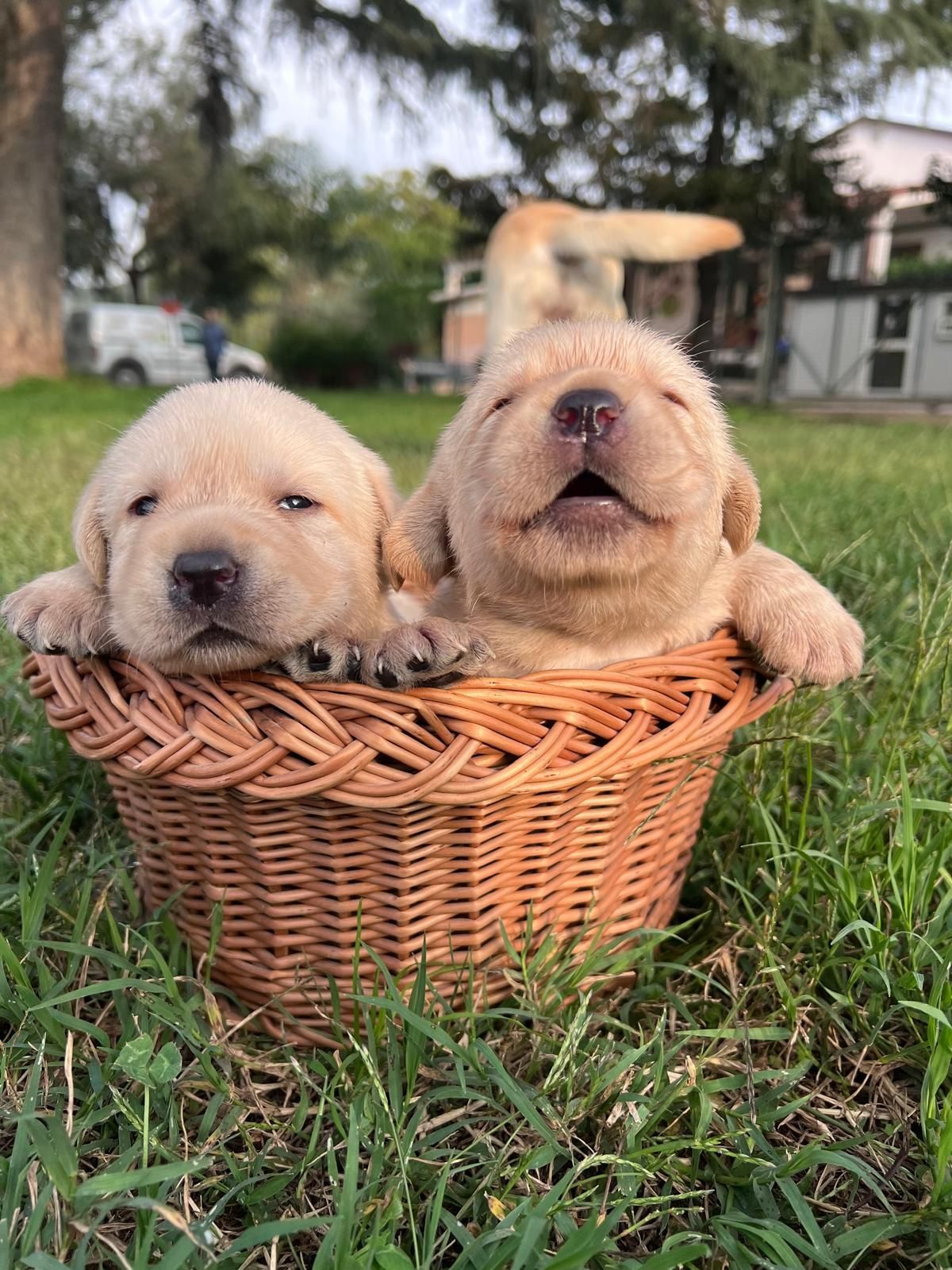 Due cuccioli di Labrador giallo in un cesto di vimini, uno sorridente, all'aperto sull'erba.