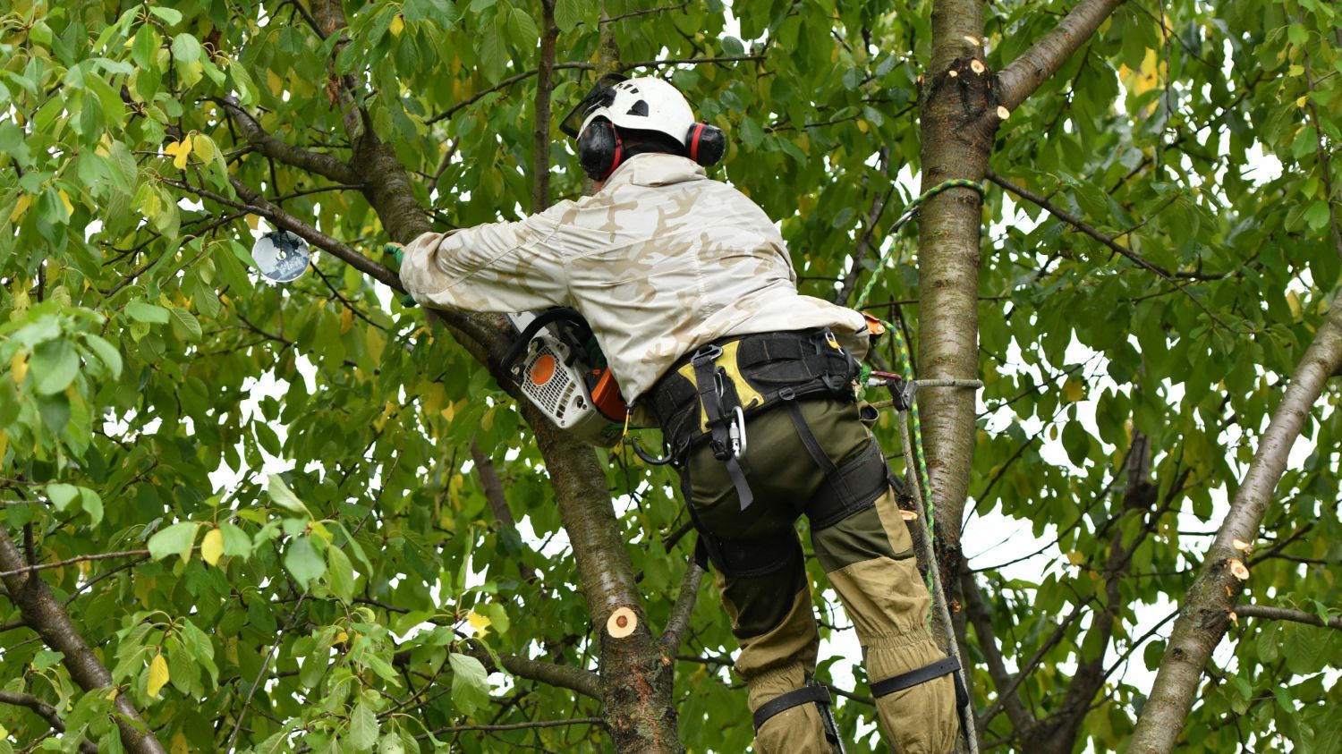 Tree Maintenance