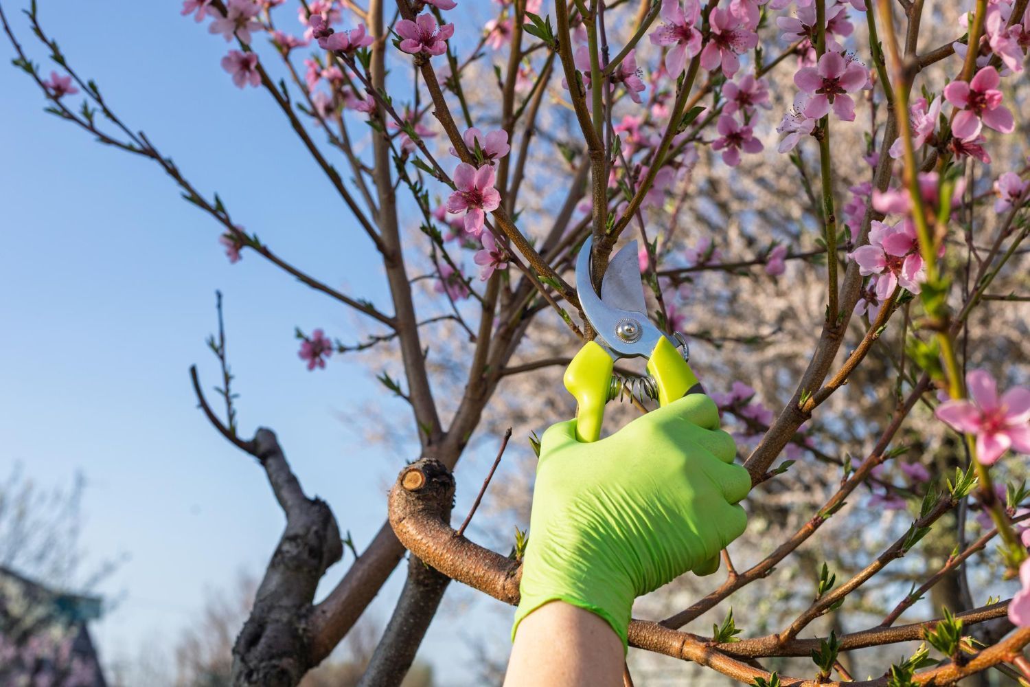 spring tree care