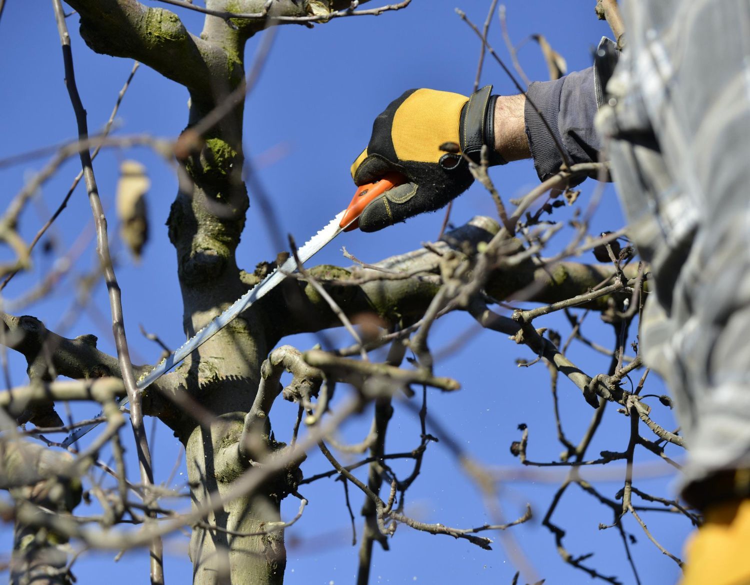 tree pruning