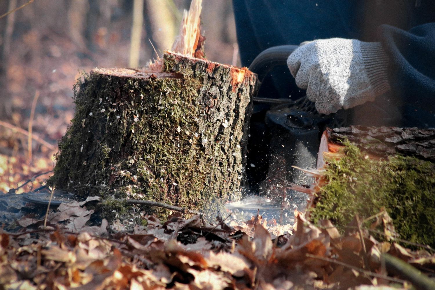 remove tree stumps