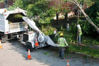 best tree contractor simcoe county