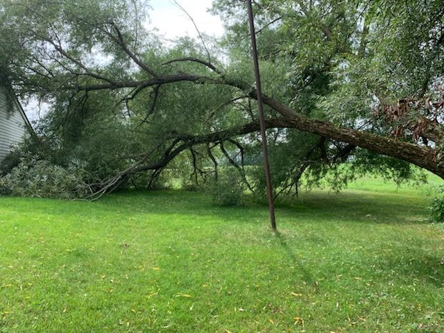 A fallen tree from a storm