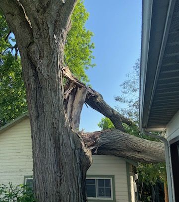 A broken tree branch