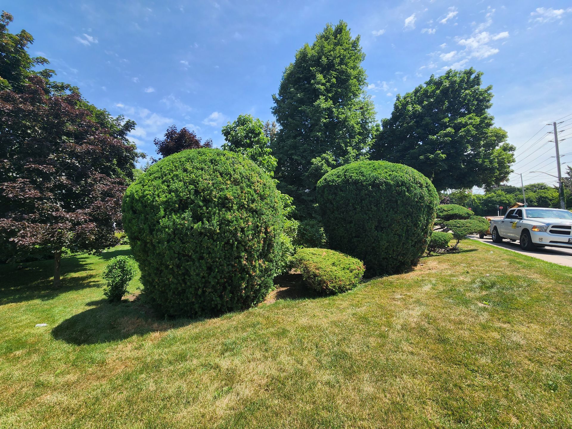 A trimmed hedge