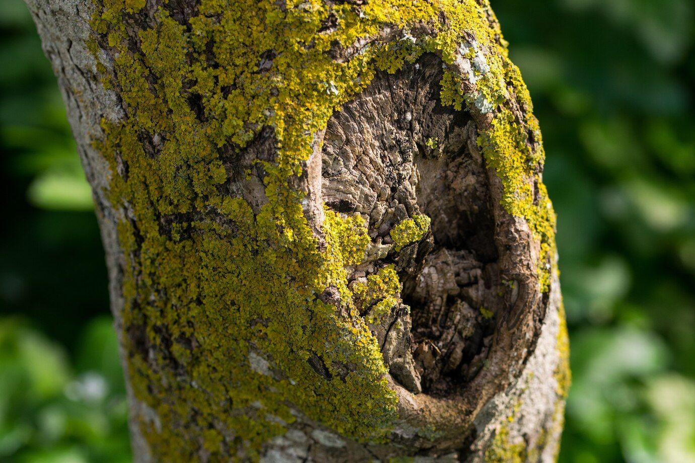 tree disease