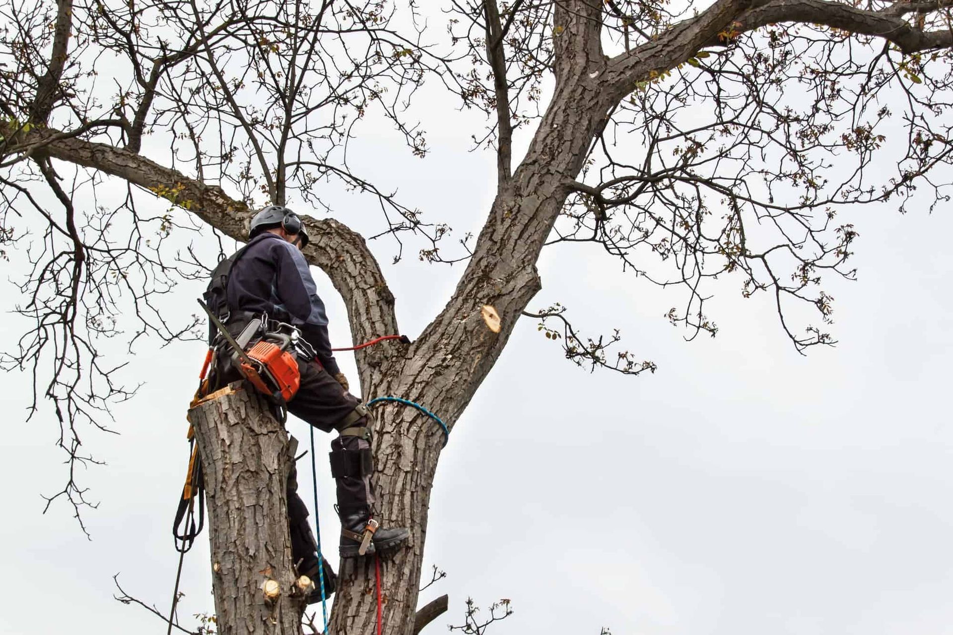 A man cutting a tree branch