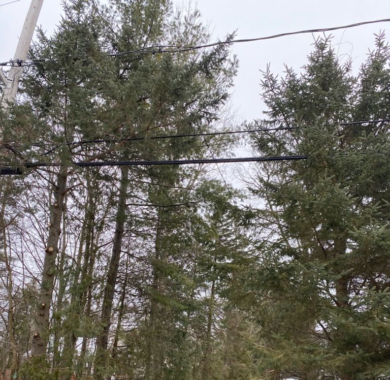Trees impacting utility lines