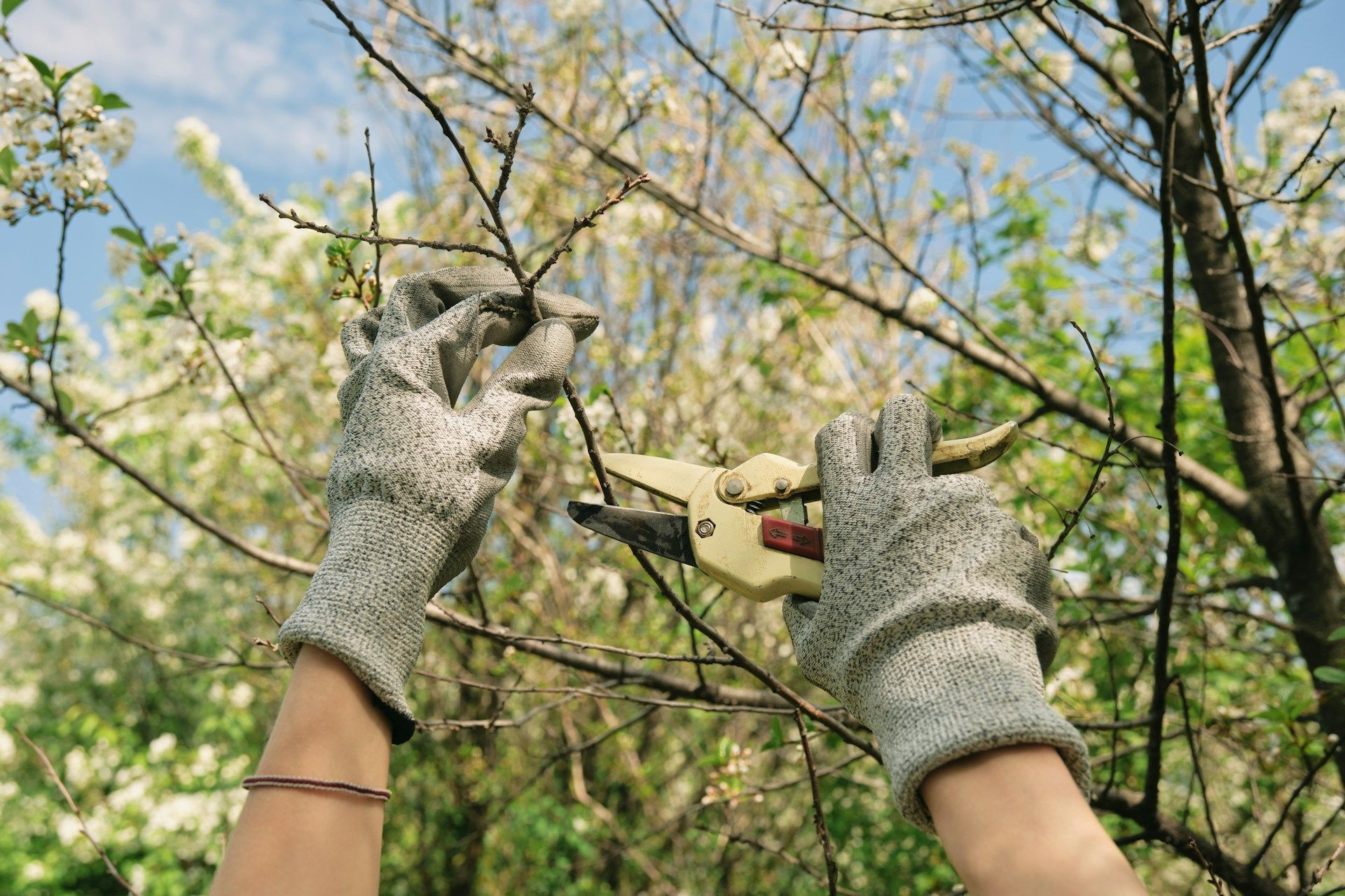Spring Tree Care