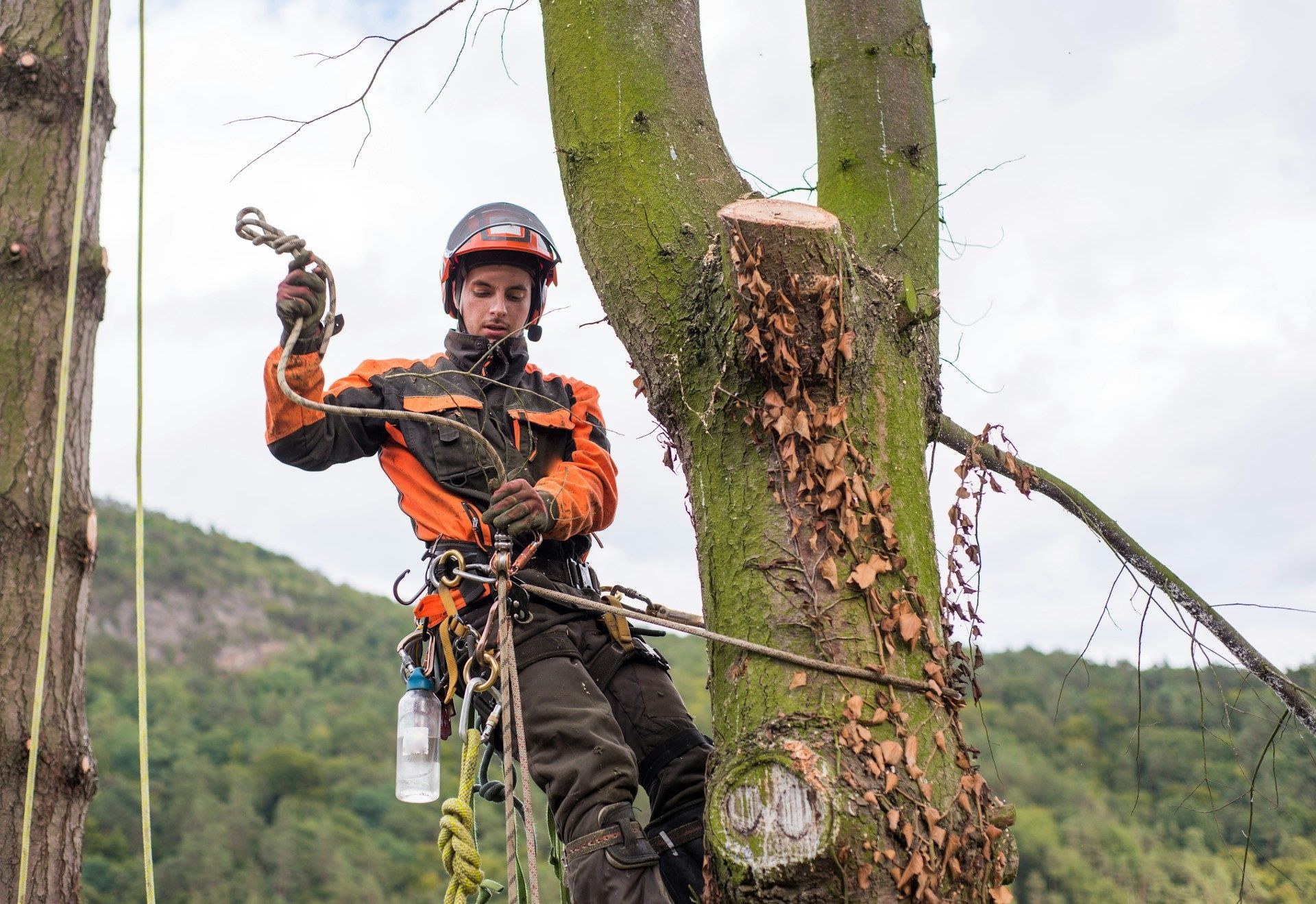 Arborist