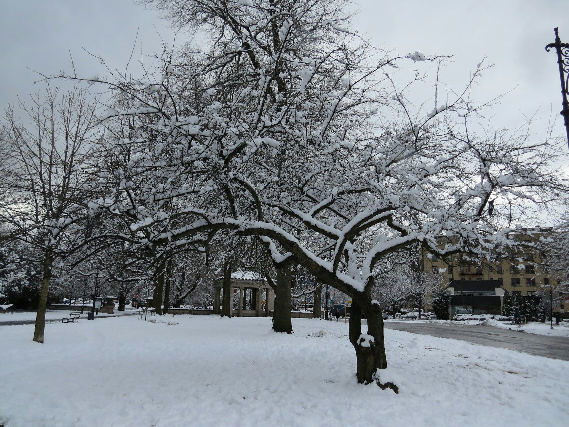tree in the middle of snow