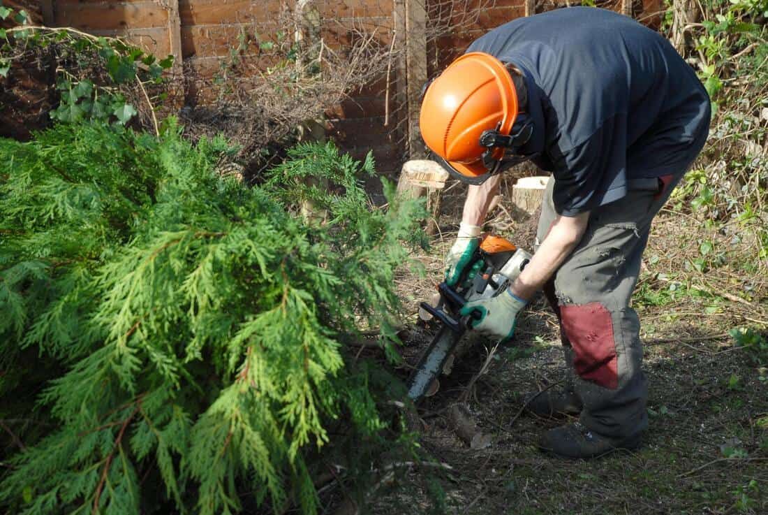 tree trimming