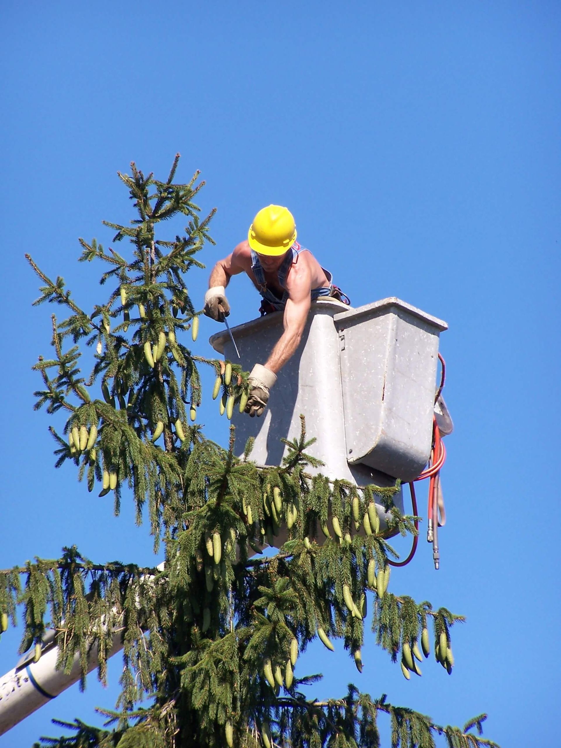 importance of tree trimming