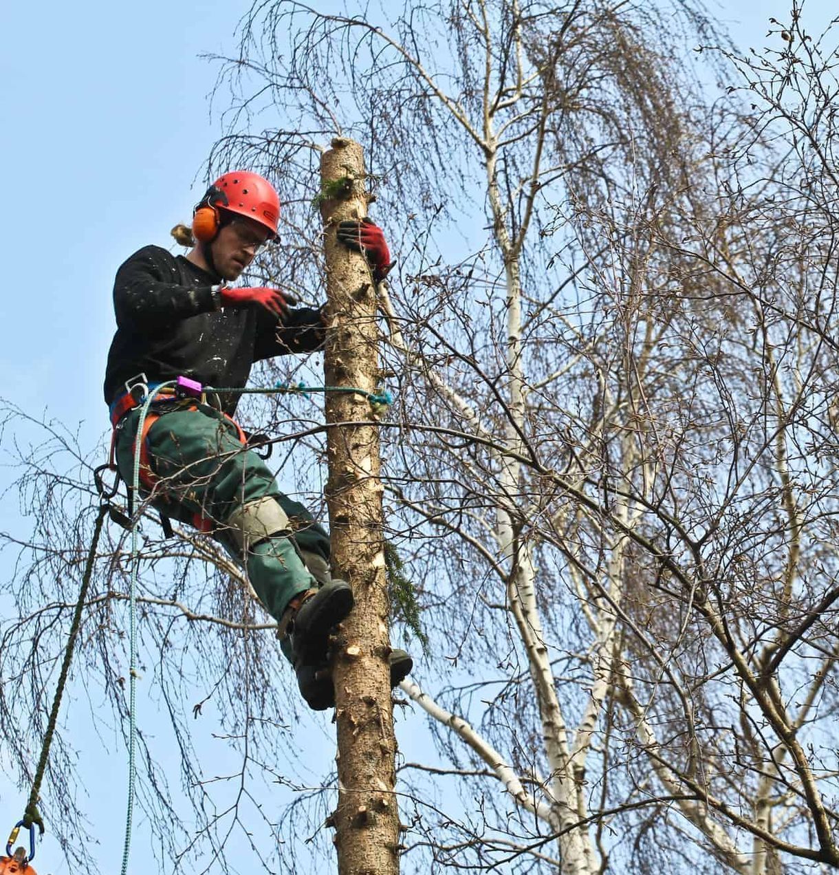 A man climbing a tree