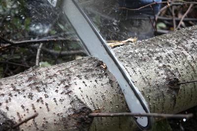 a saw cutting a tree