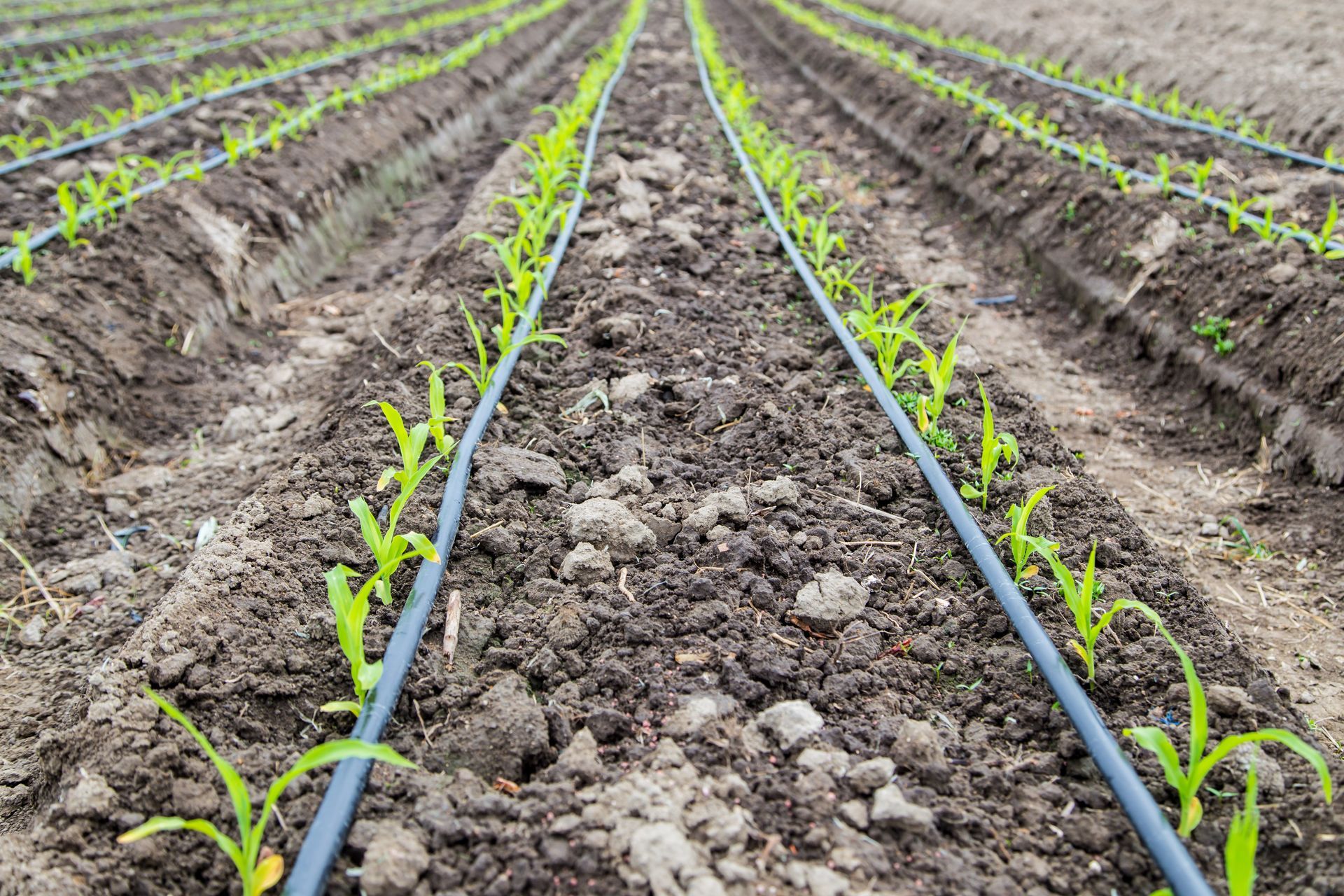 Rows of young green plants growing in dark soil, with black irrigation tubing.