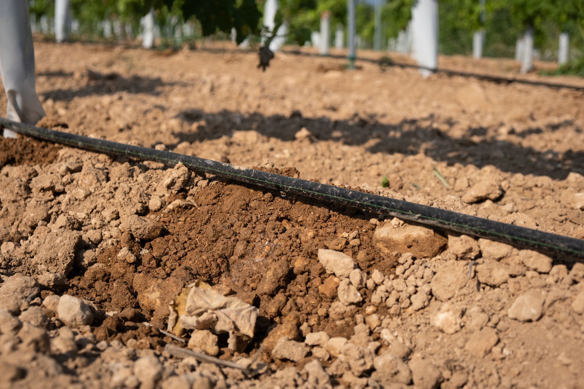 Brown soil with a black irrigation pipe, in a vineyard setting.