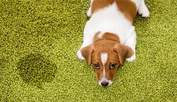 Cleaning tile and grout — cleaning in Escondido, CA