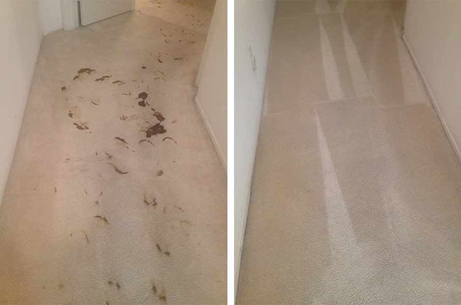 Hall carpet — cleaning in Escondido, CA