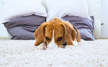 Carpet repair — cleaning in Escondido, CA