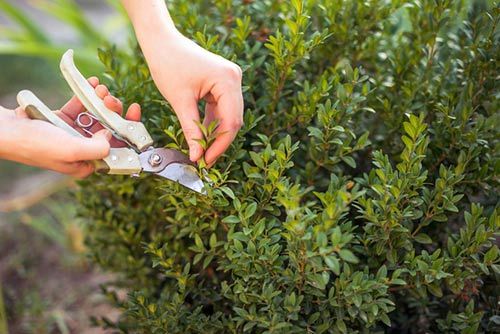 Plant pruning -Pruning in Irving, TX