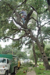 Man cutting tree - Tree removal in Irving, TX