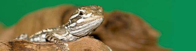 Fantastic wild animal birthday parties in Wolverhampton Fantastic wild animal birthday parties in Wolverhampton