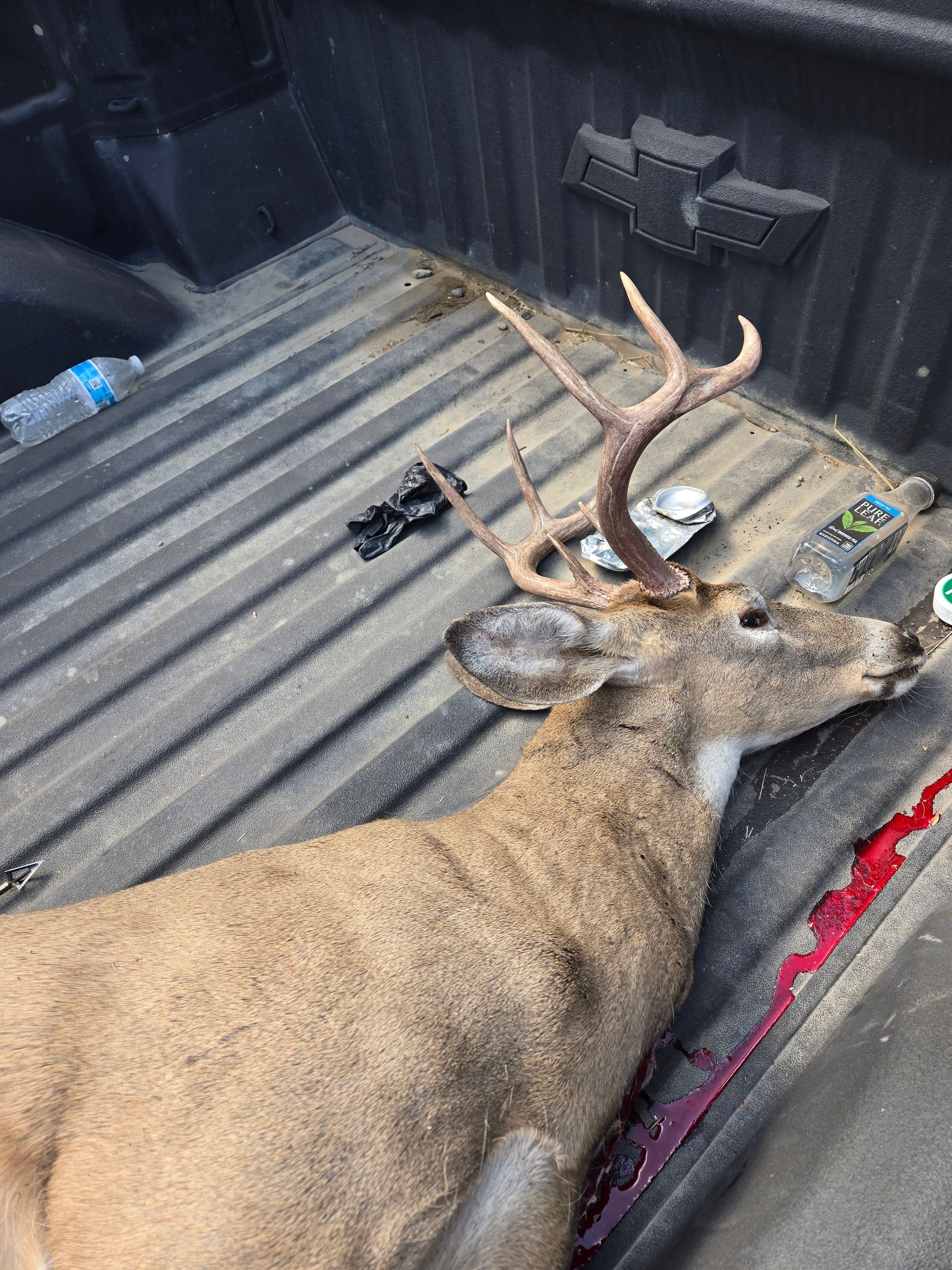 Archery Elk Camp 2025