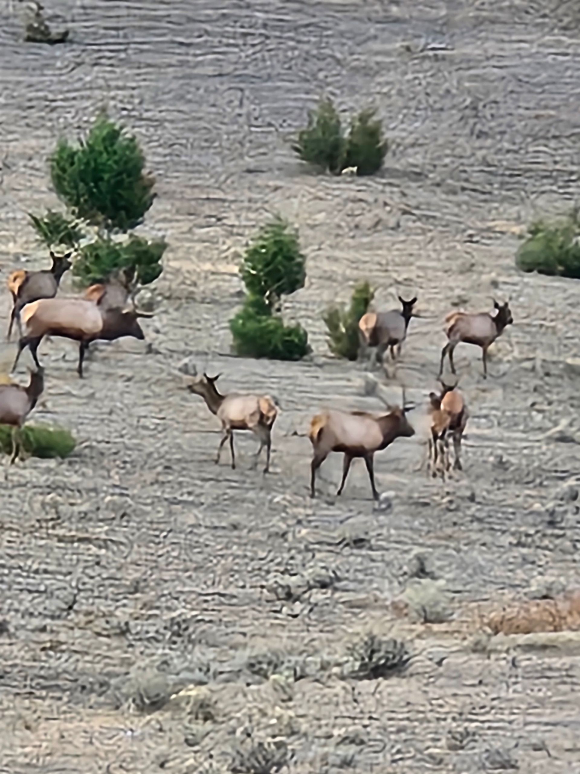 Archery Elk Camp 2025