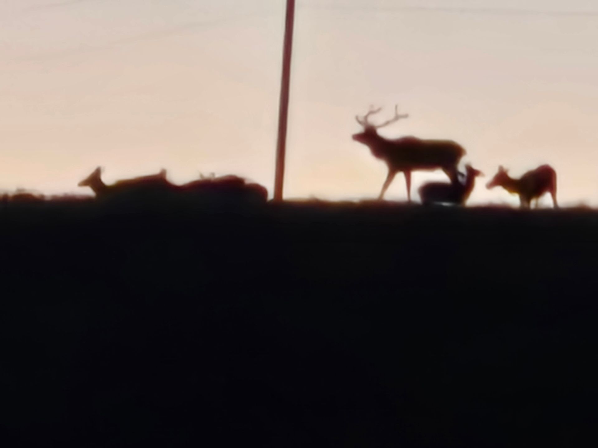 Archery Elk Camp 2025