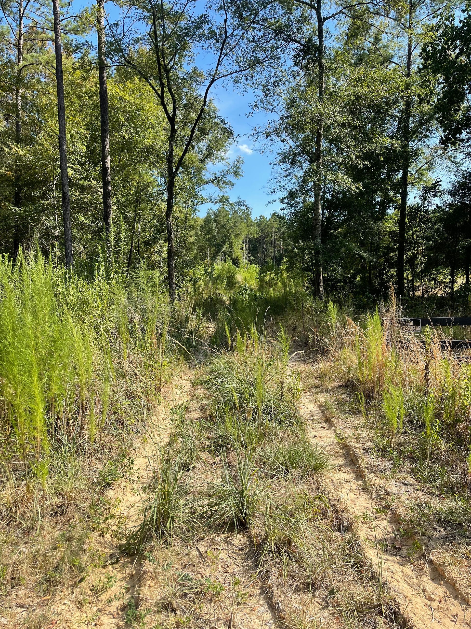 Dirt path through grassy and wooded area under a blue sky.