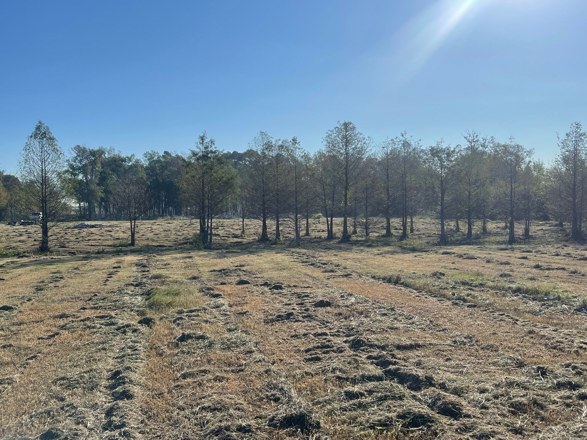 Field of young trees under a bright blue sky. Sunlight illuminates the scene.