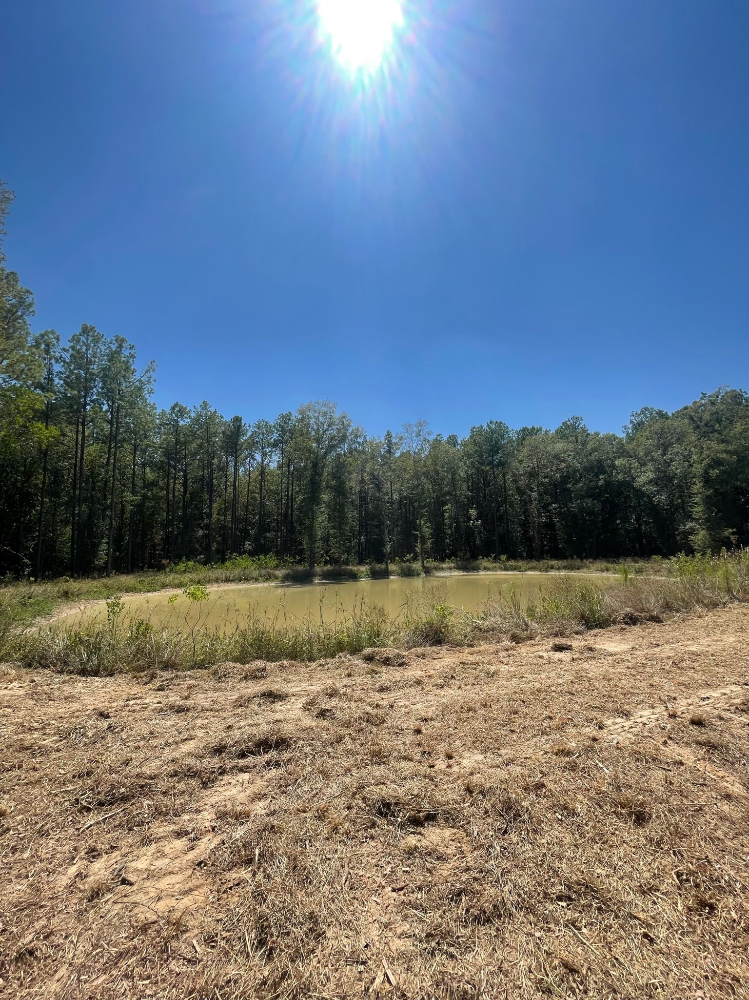 Bright sun over a clearing with dry grass and a tree line against a clear blue sky.