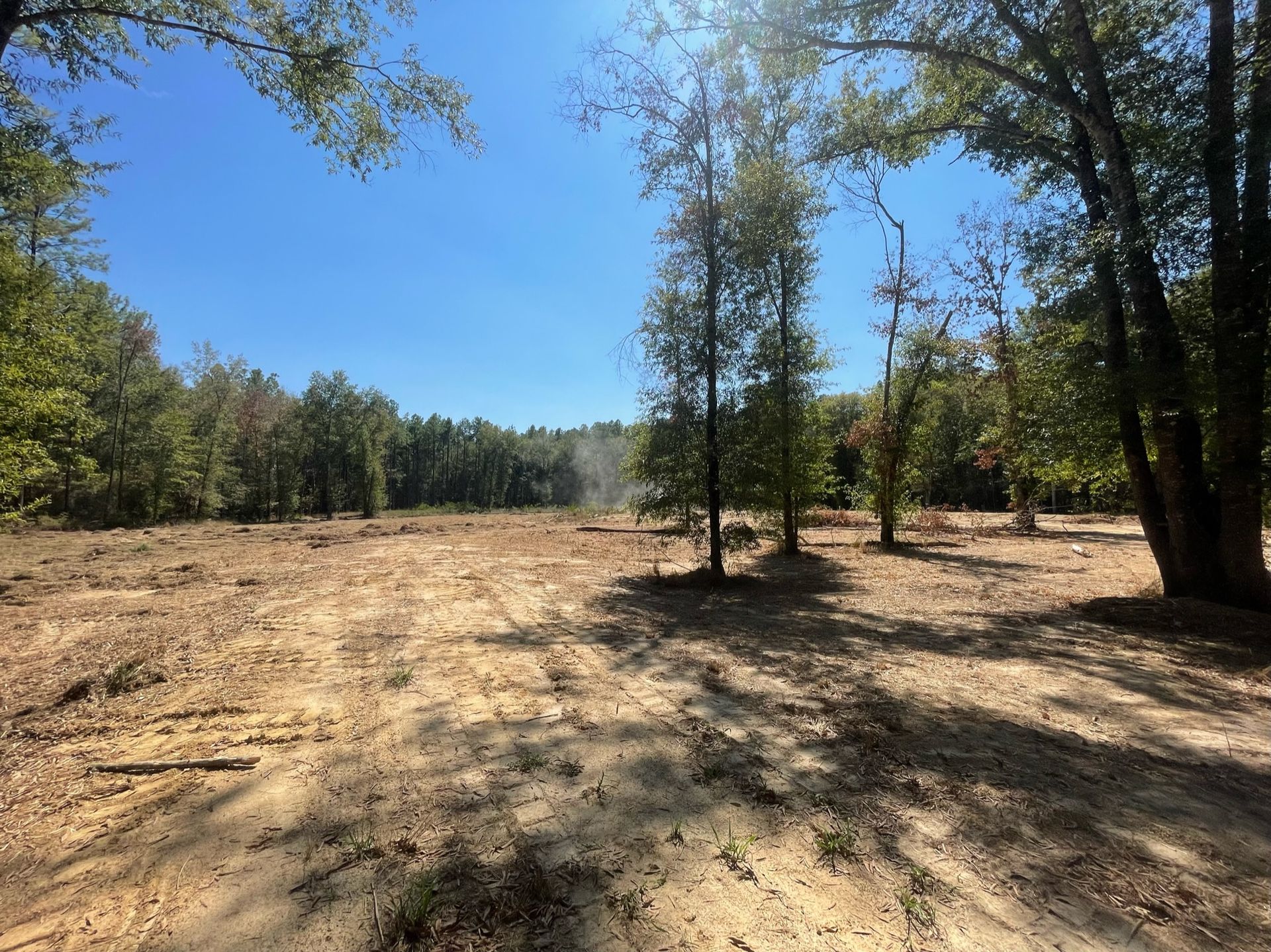Cleared area of land with sparse trees, surrounded by a forest under a bright blue sky.
